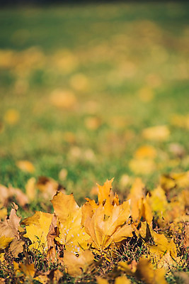 포토 JPG 해외이미지 나무 식물 디자인 계절 공원 길 백그라운드 단풍 잎 밭 오렌지 자연 휴식 건조 풍경 잔디 사람없음 야외 빨간색 초록색 빛 햇빛 노란색 일출 침묵 일몰 새벽 수확 가을 시골 황금 숲 9월 10월 해외202004 해외포토 자연요소 공공시설 컬러 컨셉 농업 과일 태양 노을 소리 날짜 생태계 파일형식 이미지허브