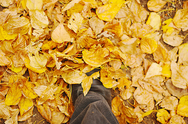 포토 JPG 해외이미지 나무 식물 계절 백그라운드 운동화 신발 단풍 잎 패턴 오렌지 자연 추상 기술 풍경 사람없음 야외 빨간색 초록색 햇빛 갈색 노란색 정원 보라색 침묵 산책 활발 가을 흰색 나뭇가지 소나무 황금 숲 땅 질감 내추럴 땅바닥 양발 해외202004 해외포토 컬러 컨셉 무늬 과일 휴식 바닥 태양 소리 생태계 파일형식 이미지허브