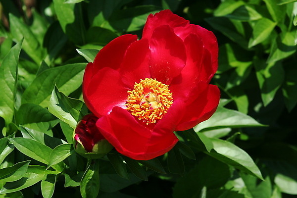 포토 JPG 해외이미지 식물 꽃잎 꽃 줄기 분홍색 백그라운드 잎 패턴 밭 자연 사람없음 빨간색 초록색 정원 봄 벚꽃 신선 오픈 개화 묘사 화단 내추럴 작약 해외202004 해외포토 계절 컬러 무늬 농업 생태계 파일형식 이미지허브