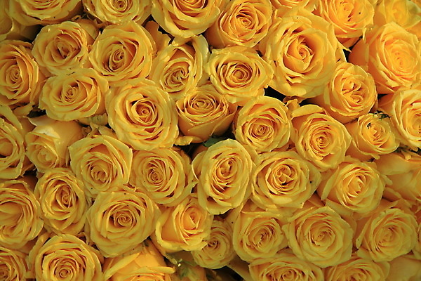 포토 JPG 해외이미지 꽃잎 꽃 꽃다발 결혼 자연 사랑 사람없음 장미 노란색 그룹 배열 해외202004 해외포토 식물 감정 컬러 이벤트 생태계 파일형식 이미지허브