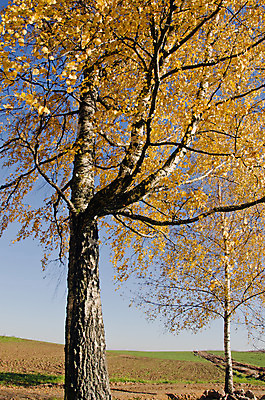 포토 JPG 해외이미지 나무 식물 계절 여행 백그라운드 잎 밭 자연 하늘 풍경 사람없음 야외 파란색 농장 노란색 가을 시골 신선 황금 숲 땅 자작나무 10월 내추럴 수평선 해외202004 해외포토 컬러 농업 날짜 생태계 파일형식 이미지허브