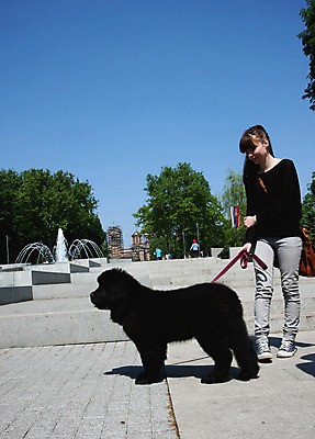 포토 JPG 해외이미지 동물 신체 한명 반려동물 힘 개 강아지 큼 근육질 고체 기르기 지능 힘찬 해외202004 해외포토 1 컨셉 포유류 근육 사람 크기 몸매 돌봄 파일형식 이미지허브