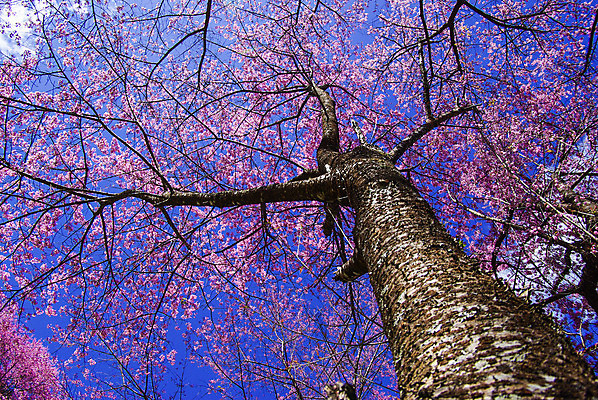 포토 JPG 해외이미지 나무 식물 전통 꽃 아시아 도로 분홍색 벤치 자연 휴식 풍경 경사 사람없음 목재 초록색 물 파란색 반사 정원 일본 침묵 봄 흐름 벚꽃 바위 흰색 나뭇가지 연못 체리 떨어짐 빨래 4월 대나무 분수 아치 대문 장면 옛날 해외202004 해외포토 자연요소 계절 나라 길 컬러 컨셉 가사 의자 과일 재료 교통시설 문 소리 돌_바위 날짜 생태계 파일형식 이미지허브