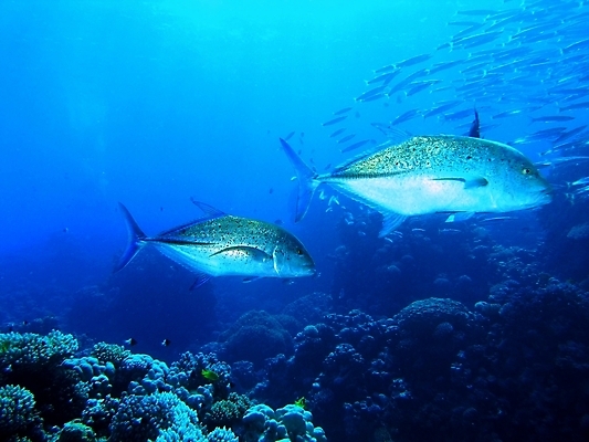포토 JPG 해외이미지 식물 동물 야생동물 잎 자연 표면 어류 사람없음 물 반사 수중 투명 스노클링 산호 잠수부 다이빙 암초 동물상 해외202004 해외포토 자연요소 조형물 수영 수중동물 수상스포츠 자포동물 전문직 생태계 수중스포츠 파일형식 이미지허브