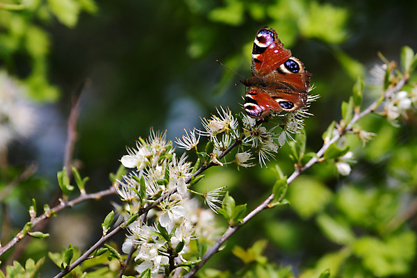 포토 JPG 해외이미지 나무 영어 꽃 유럽 야생동물 나비 곤충 잎 날개 자연 영국 잉글랜드 안테나 성인 사람없음 가로 빨간색 초록색 파란색 컬러풀 갈색 머리 맑음 검은색 봄 벚꽃 흰색 나뭇가지 시골 오픈 역사 공작 큼 흉부 먹기 싱글 색동 꿀 서식지 내추럴 구성 동물상 수유 해외202004 해외포토 식물 동물 문자 계절 나라 컬러 통신 모션 조류 날씨 사람 신체부위 조형물 호흡기관 크기 생태계 파일형식 이미지허브