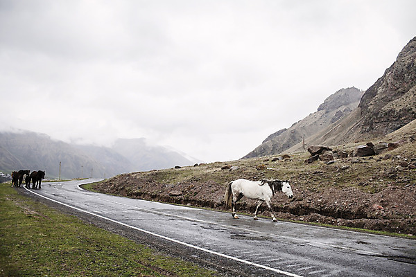 포토 JPG 해외이미지 동물 백인 도로 야생동물 여행 포유류 자연 하늘 산 풍경 사람없음 야외 초록색 여름 반려동물 달리기 농장 갈색 가축 자유 시골 그룹 군중 숲 땅 꼬리 장면 갈기 망아지 길가 서쪽 조지아 해외202004 해외포토 서양인 계절 길 새끼 컬러 컨셉 농업 교통시설 모션 사람 말_동물 방향 생태계 동유럽 파일형식 이미지허브