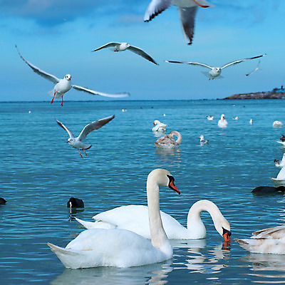 포토 JPG 해외이미지 모양 동물 커플 감정 호수 야생동물 바다 결혼 백그라운드 가족 자연 조류 결혼식 발렌타인데이 사랑 사람없음 물 파란색 강 반사 평화 수영 침묵 우정 회색 터치 흰색 연못 쌍 그룹 우아함 순수 깃털 백조 장면 목 단아함 천진난만 많음 해외202004 해외포토 자연요소 컬러 컨셉 관계 데이이벤트 이벤트 신체부위 친구 소리 수상스포츠 생태계 파일형식 이미지허브