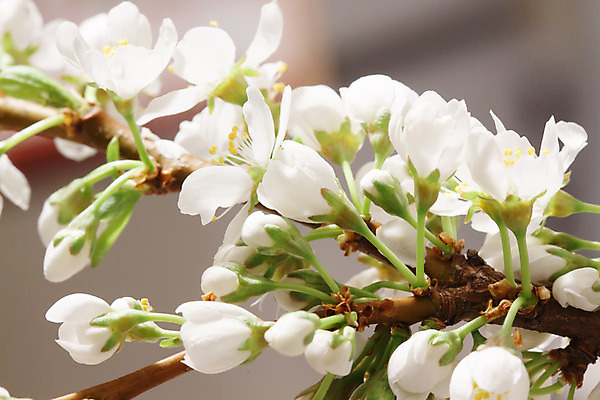 포토 JPG 해외이미지 식물 꽃잎 꽃 줄기 잎 날개 자연 씨앗 사람없음 벚꽃 종 개화 체리 불기 데이지 꽃수술 타격 그리너리 해외202004 해외포토 과일 모션 생태계 파일형식 트랜드컬러 이미지허브