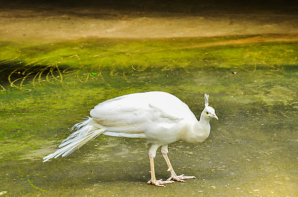 포토 JPG 해외이미지 동물 한마리 웰빙 야생동물 날개 자연 조류 동물원 사람없음 파란색 컬러풀 일본 흰색 뜨거움 영혼 우아함 공작 신비 순수 깃털 꼬리 부리 심플 새장 신화 꿩 짝짓기 단아함 웅장함 천진난만 특별함 완전 부족함 해외202004 해외포토 1 아시아 컬러 컨셉 생태계 케이지 파일형식 이미지허브