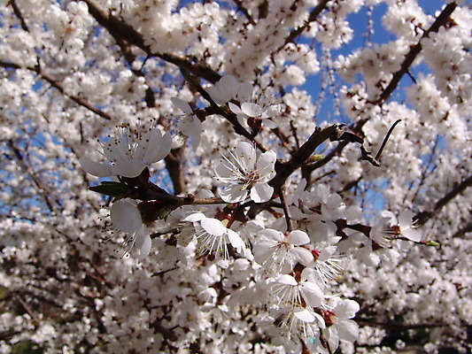 포토 JPG 해외이미지 나무 식물 계절 꽃잎 꽃 분홍색 백그라운드 잎 꽃무늬 자연 하늘 날씨 미술 풍경 사람없음 야외 태양 노란색 정원 맑음 봄 성장 벚꽃 흰색 나뭇가지 신선 개화 닫기 과수원 4월 원예 장면 내추럴 살구 해외202004 해외포토 자연요소 컬러 무늬 농업 과일 모션 문화예술 취미 날짜 생태계 파일형식 이미지허브
