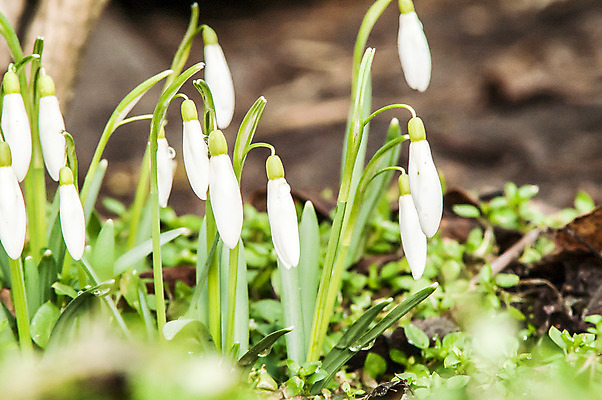 포토 JPG 해외이미지 식물 계절 꽃잎 꽃 잎 꽃무늬 밭 자연 따뜻함 텐트 사람없음 야외 목재 초록색 파란색 빛 햇빛 태양 새싹 정원 계곡 맑음 봄 벚꽃 종 흰색 신선 개울 숲 보석 내추럴 삼림지대 아네모네 취급주의 프리뮬러 헌병 해외202004 해외포토 자연요소 나무 컬러 무늬 농업 재료 날씨 캠핑도구 경고 강 군인 광석 생태계 파일형식 이미지허브