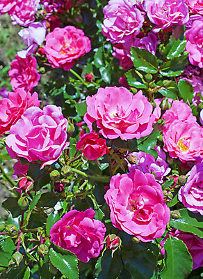 포토 JPG 해외이미지 꽃 분홍색 아침 사랑 사람없음 빨간색 물 장미 검은색 봄 젖음 신선 닫기 떨어짐 해외202004 해외포토 주간 자연요소 식물 계절 감정 컬러 컨셉 모션 파일형식 이미지허브