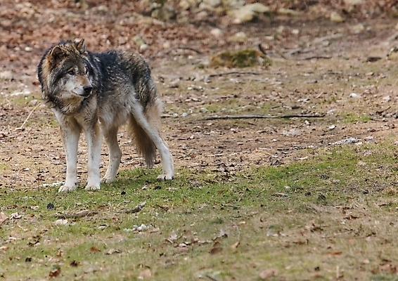 포토 JPG 해외이미지 나무 동물 공원 야생동물 포유류 자연 사람없음 야외 목재 숲 그림 육식동물 늑대 해외202004 해외포토 식물 공공시설 재료 생태계 파일형식 이미지허브
