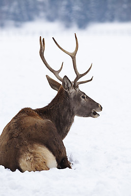 포토 JPG 해외이미지 주간 응시 야생동물 겨울 사슴 뿔 풍경 사람없음 야외 숲 해외202004 해외포토 자연요소 동물 시선 계절 포유류 파일형식 이미지허브