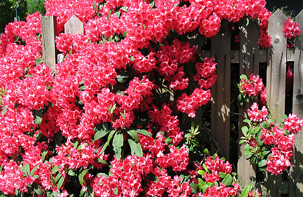 포토 JPG 해외이미지 주간 식물 꽃잎 꽃 자연 엄마 사람없음 야외 목재 가로 빨간색 물 여름 울타리 환경 정원 봄 성장 벚꽃 개화 떨어짐 진달래 가득함 집중 묘사 유기농 S 꽃수술 그리너리 해외202004 해외포토 자연요소 나무 웰빙 알파벳 계절 컬러 컨셉 재료 가족 담장 생태계 파일형식 트랜드컬러 이미지허브