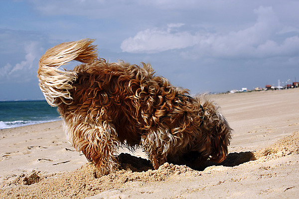 포토 JPG 해외이미지 동물 모래 신체 장난 포유류 사람없음 야외 반려동물 태양 갈색 맑음 구멍 황금 개 강아지 가득함 사냥개 송곳니 기르기 해외202004 해외포토 자연요소 컬러 날씨 치아 돌봄 파일형식 이미지허브