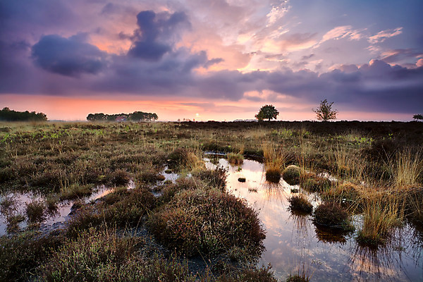 포토 JPG 해외이미지 나무 식물 구름 분홍색 오렌지 자연 하늘 표면 풍경 사람없음 물 빛 햇빛 태양 반사 일출 침묵 고요 황혼 일몰 젖음 안개 시골 습지 네덜란드 변소 평야 수평선 해외202004 해외포토 자연요소 유럽 컬러 과일 날씨 노을 소리 생태계 파일형식 이미지허브