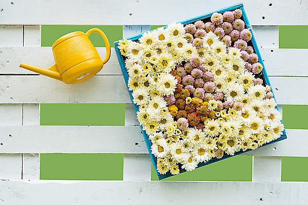 포토 JPG 해외이미지 식물 디자인 꽃 화분 분홍색 백그라운드 잎 밭 자연 사람없음 야외 장식 빨간색 초록색 여름 빛 울타리 바구니 봄 원예 내추럴 제라늄 해외202004 해외포토 계절 컬러 농업 취미 담장 생태계 파일형식 이미지허브