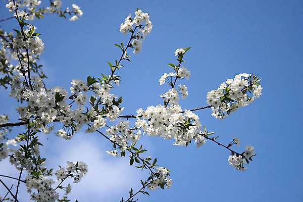 포토 JPG 해외이미지 나무 식물 계절 꽃잎 꽃 백그라운드 자연 하늘 사람없음 초록색 파란색 머리 정원 봄 성장 벚꽃 흰색 나뭇가지 체리 사과 4월 아로마 꽃수술 해외202004 해외포토 컬러 과일 신체부위 날짜 생태계 파일형식 이미지허브