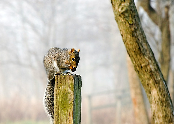 포토 JPG 해외이미지 동물 공원 야생동물 음식 포유류 발 자연 생물 털 사람없음 야외 회색 견과류 설치류 숲 모피 꼬리 다람쥐 솜털 내추럴 동물상 해외202004 해외포토 공공시설 컬러 신체부위 조형물 생태계 파일형식 이미지허브