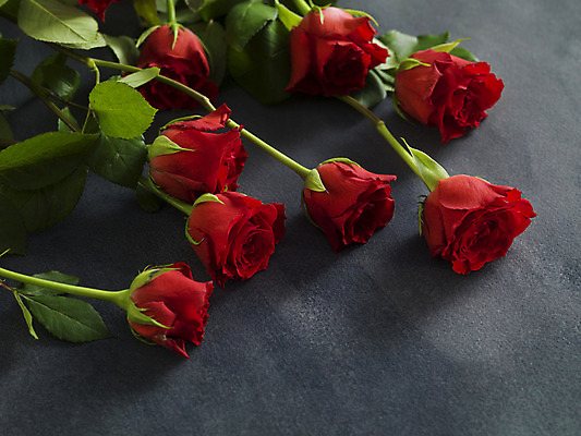 포토 JPG 해외이미지 회색배경 발렌타인데이 사람없음 빨간색 하이앵글 장미 오브젝트 카피스페이스 해외포토 꽃 뷰포인트 컬러 백그라운드 데이이벤트 공백 회색 파일형식 이미지허브