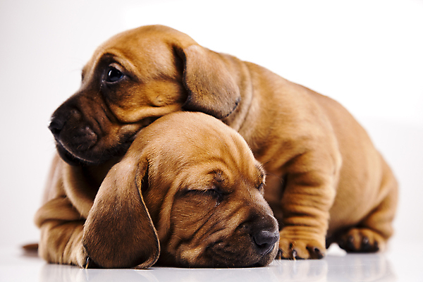 포토 JPG 해외이미지 반려견 새끼 엎드리기 두마리 실내 사람없음 반려동물 귀여움 눈감음 기댐 턱괴기 강아지 닥스훈트 흰배경 해외202004 해외포토 동물 백그라운드 컨셉 2 모션 내부 흰색 개 파일형식 이미지허브