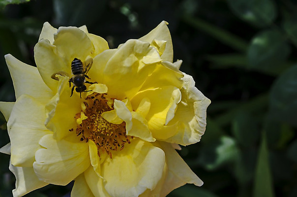 포토 JPG 해외이미지 식물 동물 꽃 곤충 백그라운드 날개 오렌지 자연 사람없음 초록색 여름 파란색 컬러풀 장미 노란색 벚꽃 신선 약초 편안함 벌 수집 허브 생물학 바쁨 꽃가루 향 꿀 꽃수술 불가리아 생태학 수유 파우치 해외202004 해외포토 계절 교육 컬러 가방 과일 풀_식물 감각 가루 생태계 파일형식 남유럽 이미지허브