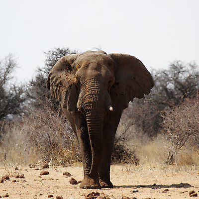 포토 JPG 해외이미지 동물 야생동물 포유류 아프리카 자연 서기 사람없음 회색 큼 사파리 나미비아 스텝 해외202004 해외포토 나라 컬러 모션 크기 생태계 남아프리카 파일형식 이미지허브