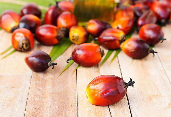 포토 JPG 해외이미지 식물 산업 아시아 음식 잎 농업 과일 교통시설 자동차 자연 손바닥 씨앗 사람없음 경제 농장 에너지 견과류 지성 수확 신선 재산 역 휘발유 다발 에코 날것 탱크 연료 가스 짐차 자원 펌프 노즐 디젤 밭일 세련 해외202004 해외포토 손 나라 육상교통 교통 금융 환경 석유 시설 생태계 파일형식 이미지허브