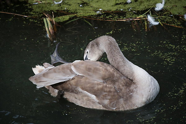 포토 JPG 해외이미지 야생동물 이동 청소년 자연 조류 사람없음 강 연못 개울 행운 깃털 백조 물새 보호구역 초식 해외202004 해외포토 동물 컨셉 사람 생태계 구역 파일형식 이미지허브