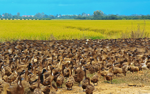 포토 JPG 해외이미지 동물 구름 응시 남자 야생동물 백그라운드 이동 겨울 패턴 밭 날개 태국 자연 밥 아이디어 오리 함께함 풍경 사람없음 야외 장식 가로 여름 강 컬러풀 태양 농장 노란색 머리 귀여움 검은색 흰색 관찰 그룹 저녁 발리 청둥오리 넘어짐 떠남 많음 해외202004 해외포토 자연요소 시선 계절 아시아 음식 컬러 섬 컨셉 무늬 농업 모션 조류 사람 신체부위 야간 생태계 인도네시아 파일형식 이미지허브