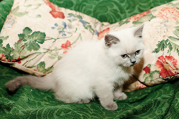 포토 JPG 해외이미지 동물 응시 포즈 가구 베개 털 그림자 앉기 사람없음 가로 빨간색 초록색 반려동물 고양이 회색 흰색 아기 작음 육식동물 안락의자 관심 해외202004 해외포토 시선 컬러 생활용품 의자 포유류 침구 모션 사람 크기 파일형식 이미지허브