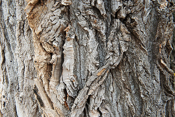 포토 JPG 해외이미지 나무 식물 디자인 공원 선 백그라운드 패턴 자연 벽지 표면 날씨 추상 건조 사람없음 야외 목재 갈색 환경 검은색 어둠 소나무 거친 역사 닫기 보호 숲 낟알 장작 피부 묘사 질감 나무껍질 잡동사니 내추럴 그런지 수목 옛날 울퉁불퉁 노화 해외202004 해외포토 공공시설 컬러 컨셉 무늬 재료 모션 신체부위 껍질 생태계 파일형식 이미지허브