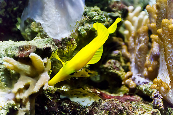 포토 JPG 해외이미지 바다 어류 사람없음 장식 물 금붕어 소금 수족관 외과 터키석 해외202004 해외포토 자연요소 의학 병원 수중동물 보석 파일형식 이미지허브