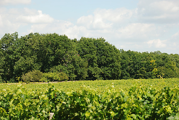 포토 JPG 해외이미지 농업 산 풍경 사람없음 초록색 여름 와인 프랑스 포도밭 해외202004 해외포토 계절 유럽 산업 컬러 밭 주류 파일형식 이미지허브
