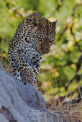 포토 JPG 해외이미지 나무 동물 응시 공원 얼굴 야생동물 스포츠 여행 포유류 아프리카 자연 수염 국립공원 사람없음 여행객 환경 고양이 나뭇가지 관찰 점 기다림 큼 검색 육식동물 표범 랜드마크 사바나 탄자니아 평야 해외202004 해외포토 멸종위기종 식물 시선 공공시설 나라 모션 사람 신체부위 반려동물 크기 생태계 파일형식 이미지허브