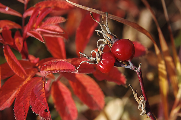 포토 JPG 해외이미지 식물 열매 음식 잎 과일 자연 건강 사람없음 야외 빨간색 약 가을 나뭇가지 신선 숲 관목 날것 내추럴 숙성 해외202004 해외포토 나무 계절 컬러 의학 생태계 파일형식 이미지허브