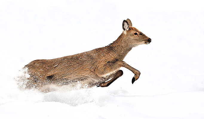 포토 JPG 해외이미지 주간 공원 야생동물 겨울 사슴 풍경 사람없음 야외 달리기 숲 눈내림 스코틀랜드 해외202004 해외포토 자연요소 동물 계절 공공시설 포유류 모션 영국 눈_날씨 파일형식 이미지허브