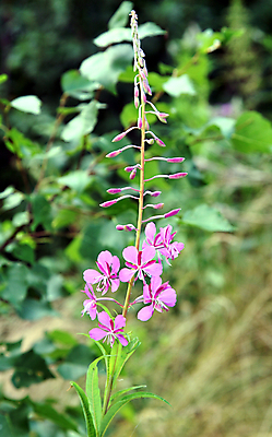 포토 JPG 해외이미지 식물 공원 꽃잎 꽃 야생동물 줄기 분홍색 백그라운드 잎 꽃무늬 밭 자연 사람없음 야외 초록색 여름 컬러풀 보라색 들꽃 벚꽃 시골 개화 약초 자주색 허브 내추럴 꽃수술 해외202004 해외포토 동물 계절 공공시설 컬러 무늬 농업 풀_식물 생태계 파일형식 이미지허브