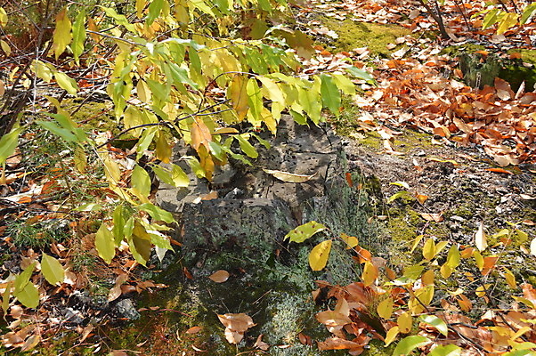 포토 JPG 해외이미지 나무 식물 공원 백그라운드 자연 아침 이끼 풍경 사람없음 야외 목재 초록색 여름 환경 봄 소나무 황무지 숲 큼 질감 침엽수 내추럴 땅바닥 수목 옛날 해외202004 해외포토 주간 계절 공공시설 컬러 재료 바닥 크기 생태계 파일형식 이미지허브