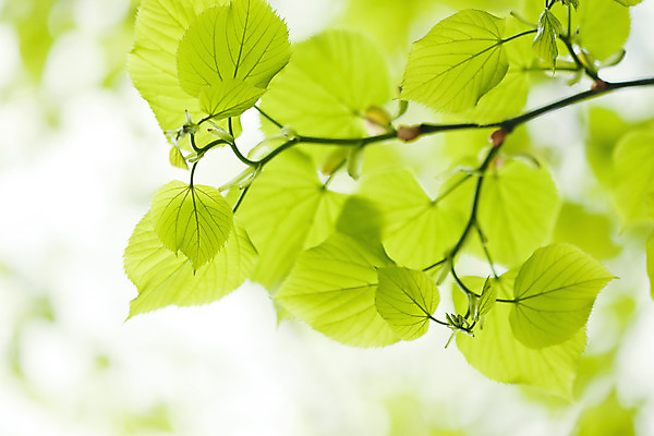 포토 JPG 해외이미지 나무 식물 계절 공원 문화 백그라운드 단풍 잎 패턴 자연 하늘 추상 새로움 사람없음 야외 초록색 여름 빛 햇빛 태양 새싹 환경 정원 맑음 봄 성장 광선 가을 나뭇가지 신선 숲 유기농 마법 해외202004 해외포토 자연요소 웰빙 공공시설 컬러 컨셉 무늬 날씨 생태계 파일형식 이미지허브