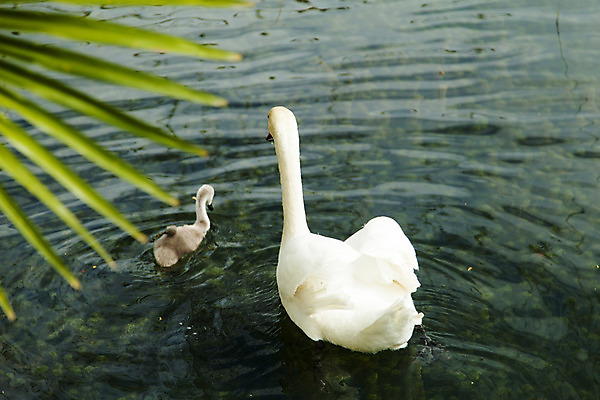포토 JPG 해외이미지 동물 여자 호수 물결 야생동물 백그라운드 자연 조류 발렌타인데이 사랑 사람없음 야외 초록색 물 파란색 빛 강 반사 평화 검은색 수영 거울 흰색 연못 쌍 우아함 순수 깃털 부리 백조 물새 고립 단아함 벙어리 웅장함 해외202004 해외포토 자연요소 감정 컬러 컨셉 데이이벤트 사람 수상스포츠 생태계 파일형식 이미지허브
