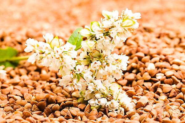 포토 JPG 해외이미지 식물 꽃 문화 음식 백그라운드 컨셉 농업 다이어트 재료 자연 건조 건강 요리 씨앗 사람없음 농작물 갈색 쌓기 주방 흰색 시골 거친 그룹 사발 닫기 정상 낟알 시리얼 먹기 메밀 유기농 날것 흙더미 단백질 생식 영양분 채식주의자 비건 해외202004 해외포토 웰빙 산업 컬러 식재료 모션 흙 사기그릇 생태계 채식 영양소 파일형식 더미 이미지허브