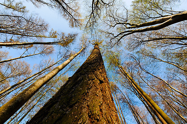 포토 JPG 해외이미지 나무 식물 응시 계절 공원 백그라운드 잎 패턴 오렌지 자연 하늘 추상 풍경 사람없음 야외 목재 장식 빨간색 초록색 여름 파란색 빛 컬러풀 태양 갈색 노란색 환경 맑음 봄 덮개 가을 나뭇가지 황금 정상 숲 큼 질감 내추럴 해외202004 해외포토 자연요소 시선 공공시설 컬러 무늬 과일 재료 날씨 뚜껑 크기 생태계 파일형식 이미지허브