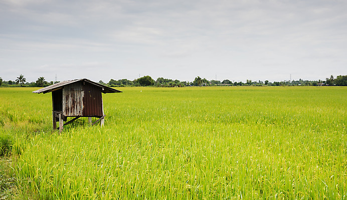포토 JPG 해외이미지 식물 계절 아시아 음식 백그라운드 잎 밭 농업 자연 하늘 밥 동양인 풍경 사람없음 야외 초록색 파란색 농작물 농장 노란색 수확 흰색 시골 내추럴 숙성 해외202004 해외포토 나라 산업 컬러 인종 생태계 파일형식 이미지허브
