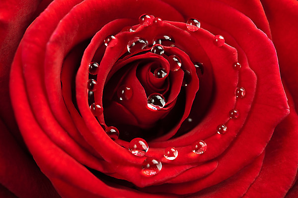 포토 JPG 해외이미지 식물 계절 꽃잎 꽃 백그라운드 꽃무늬 자연 추상 기념 발렌타인데이 선물 사람없음 빨간색 물 장미 봄 활발 젖음 흐름 벚꽃 물방울 축하 신선 액체 떨어짐 이슬 수분 부드러움 해외202004 해외포토 자연요소 컬러 컨셉 무늬 데이이벤트 감각 생태계 파일형식 이미지허브