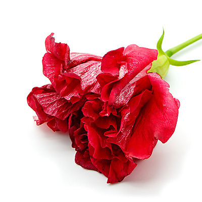 포토 JPG 해외이미지 식물 꽃 백그라운드 꽃무늬 자연 사람없음 빨간색 흰색 배열 부드러움 고립 구성 히비스커스 해외202004 해외포토 컬러 무늬 감각 생태계 파일형식 이미지허브