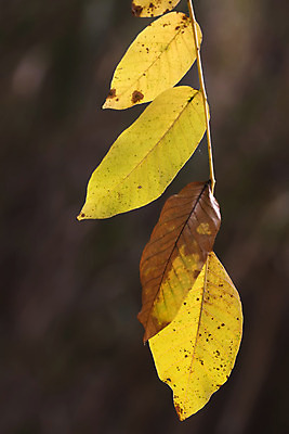 포토 JPG 해외이미지 식물 계절 잎 패턴 자연 사람없음 초록색 빛 노란색 환경 가을 나뭇가지 신선 닫기 묘사 유기농 질감 정맥 내추럴 해외202004 해외포토 나무 웰빙 컬러 무늬 모션 생태계 혈관 파일형식 이미지허브