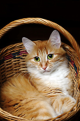 포토 JPG 해외이미지 동물 포옹 발 털 사람없음 빨간색 반려동물 쌓기 바구니 고양이 아기 모피 동반자 해외202004 해외포토 컬러 포유류 안기 모션 사람 신체부위 파일형식 이미지허브