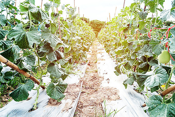 포토 JPG 해외이미지 모양 식물 계절 꽃 지구 음식 줄기 잎 꽃무늬 농업 과일 건강 사람없음 초록색 여름 농작물 농장 노란색 정원 흙 수확 벚꽃 업무 그룹 달콤 상품 멜론 과수원 유기농 원예 생물학 포도나무 꽃수술 밭일 숙성 줄서기 세련 해외202004 해외포토 웰빙 교육 산업 컬러 무늬 모션 취미 작업 맛 과일나무 파일형식 이미지허브